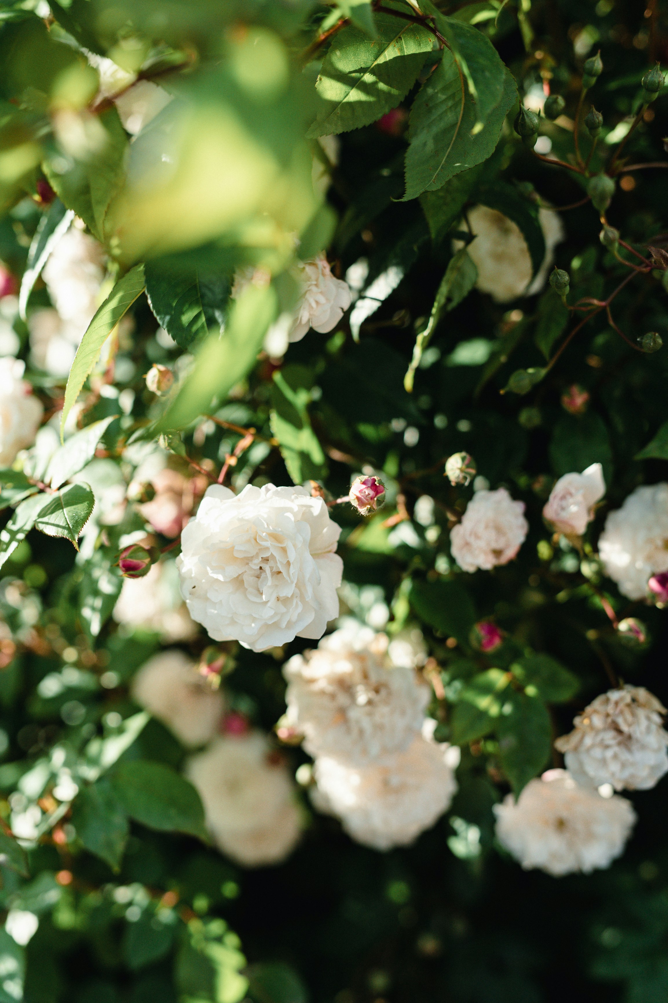 Photo by hollyboothstudio