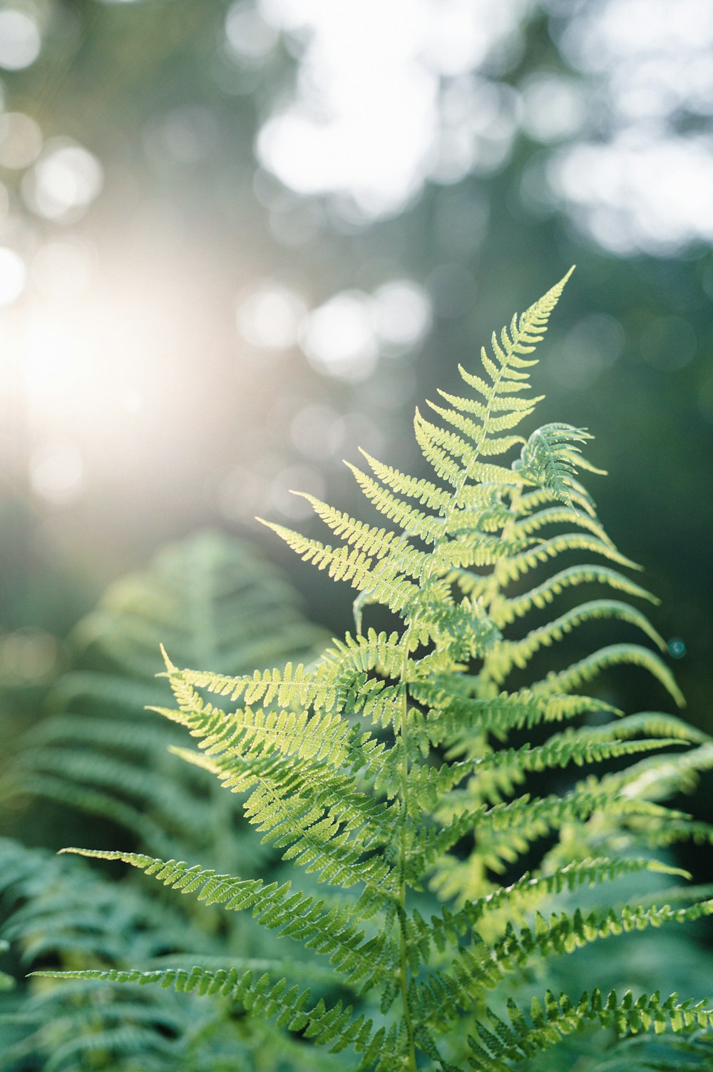 a close up of a green plant with the sun in the background