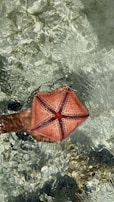 A close-up of a snorkeler’s hand gently touching a vibrant sea star beneath the waves.
