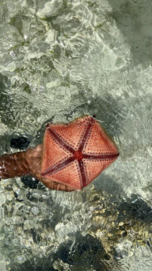 Close-up of a diver's hand touching a vibrant sea star underwater.