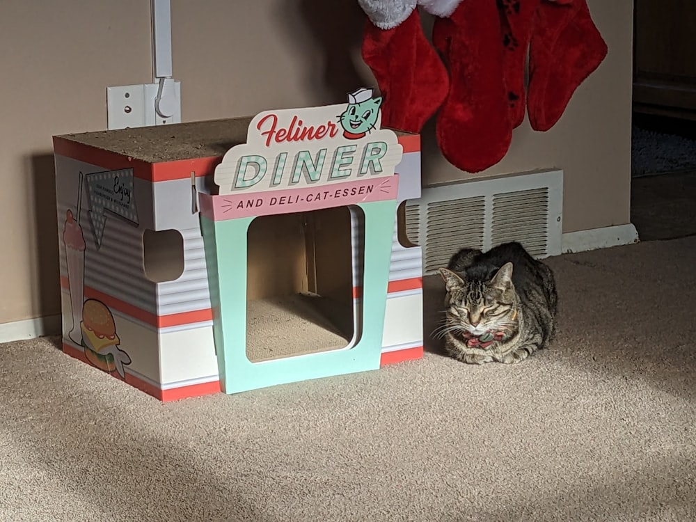 a cat laying on the floor next to a box