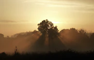 Golden hour landscape with soft sunlight filtering through tall trees.