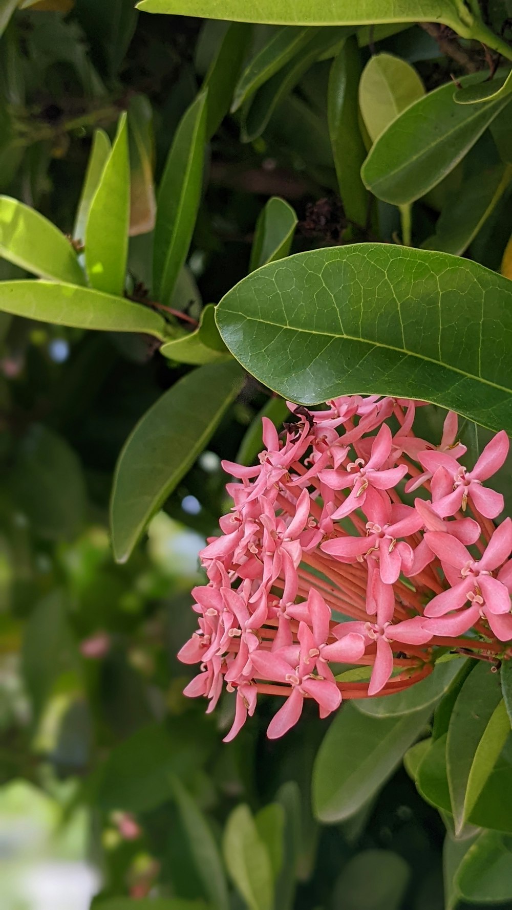 a close up of a pink flower on a tree