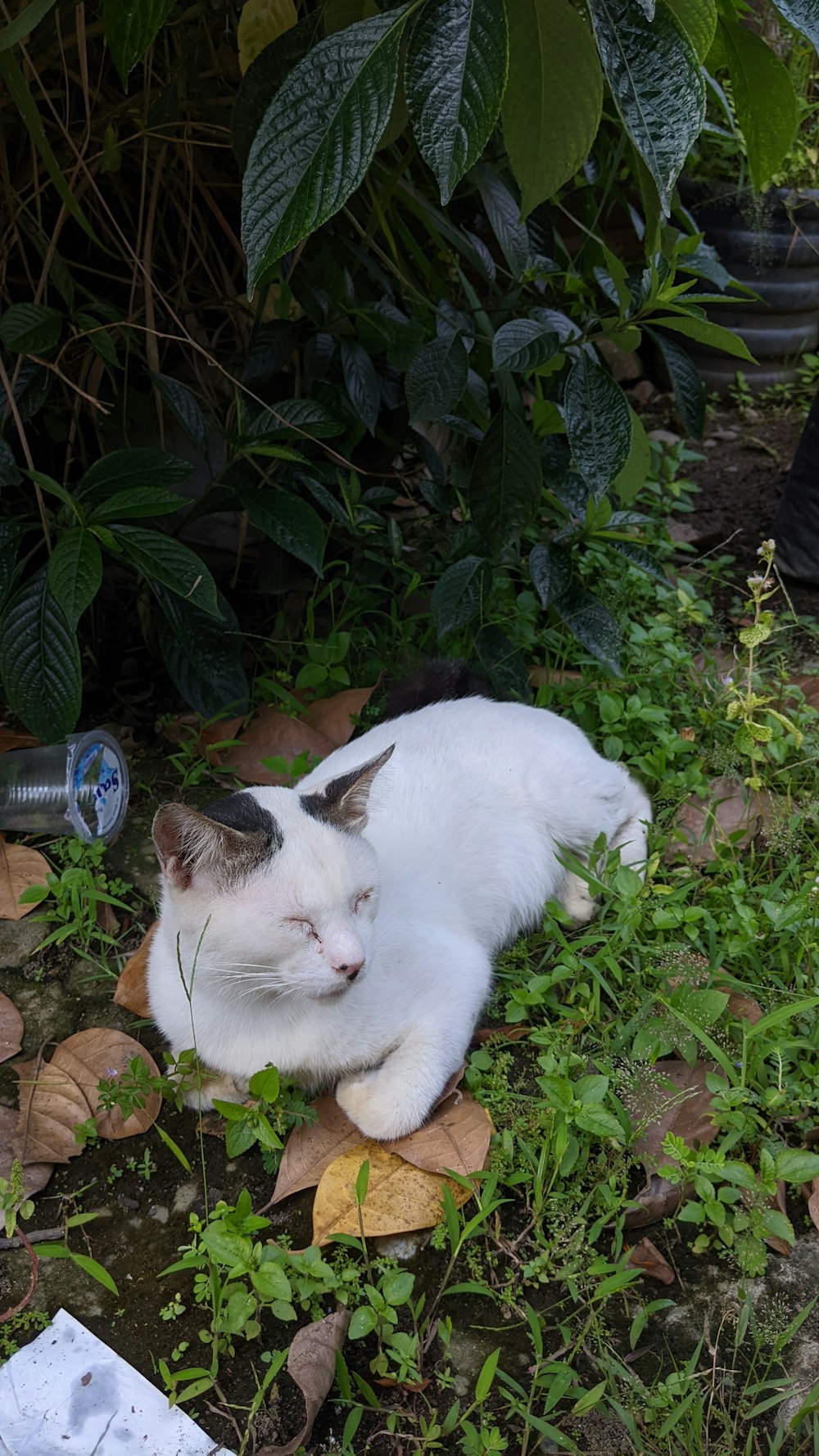 a white cat laying on top of a leaf covered ground