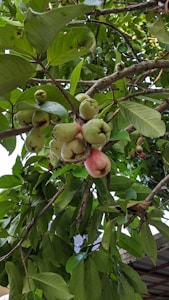 Anacarde