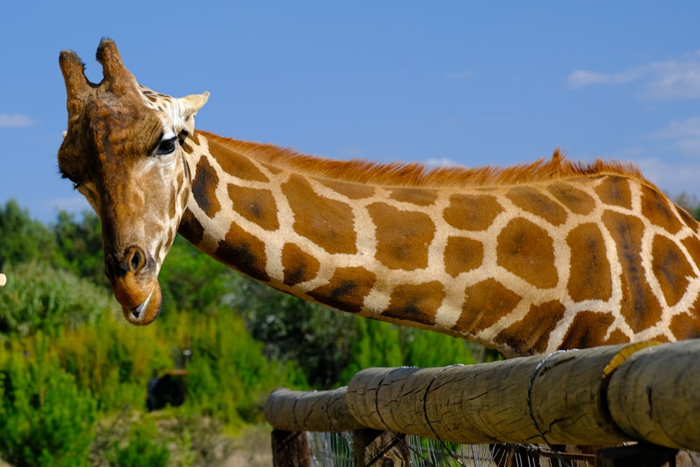 a giraffe standing next to a wooden fence