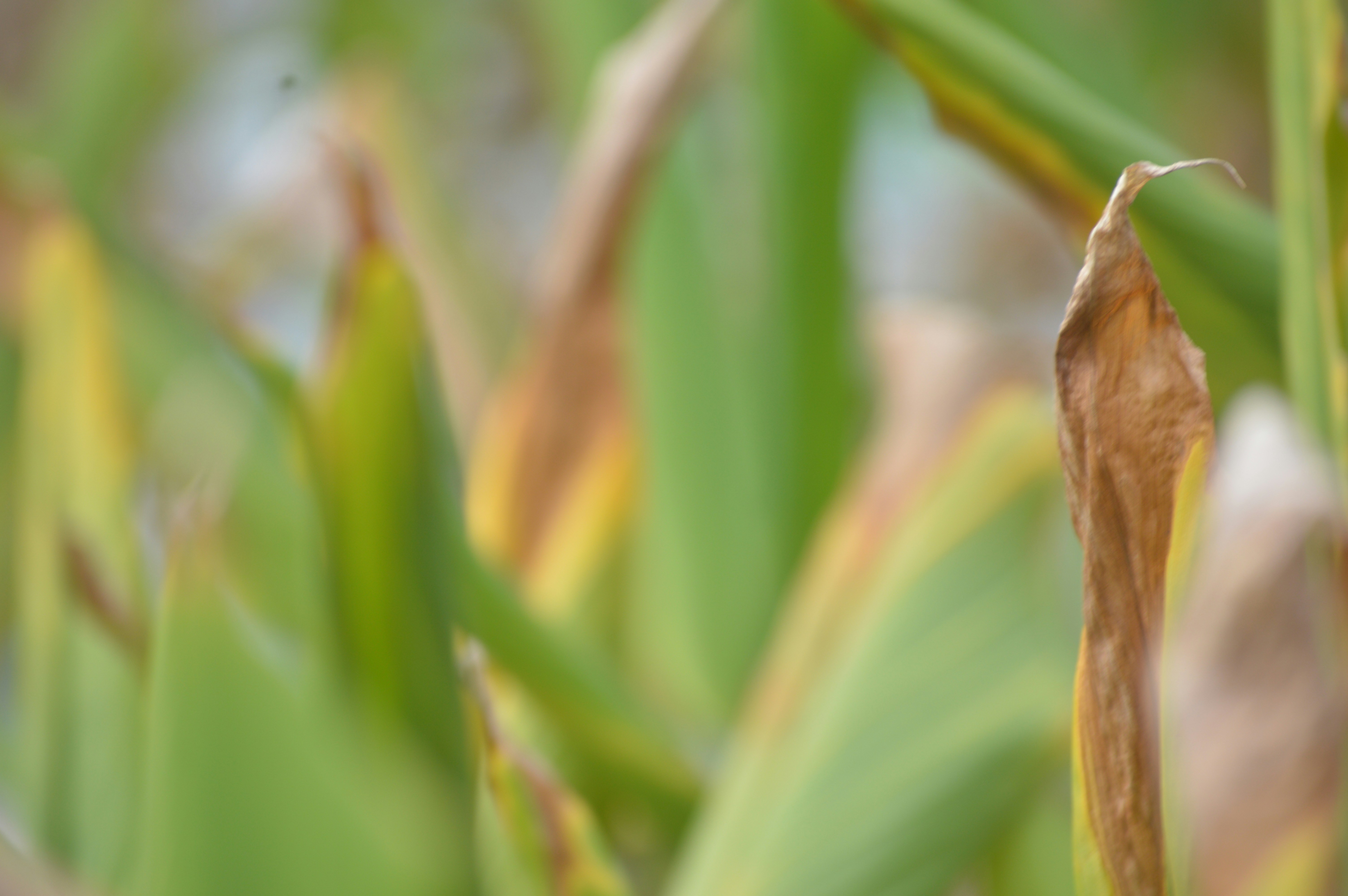 a close up of a leafy plant with a blurry background