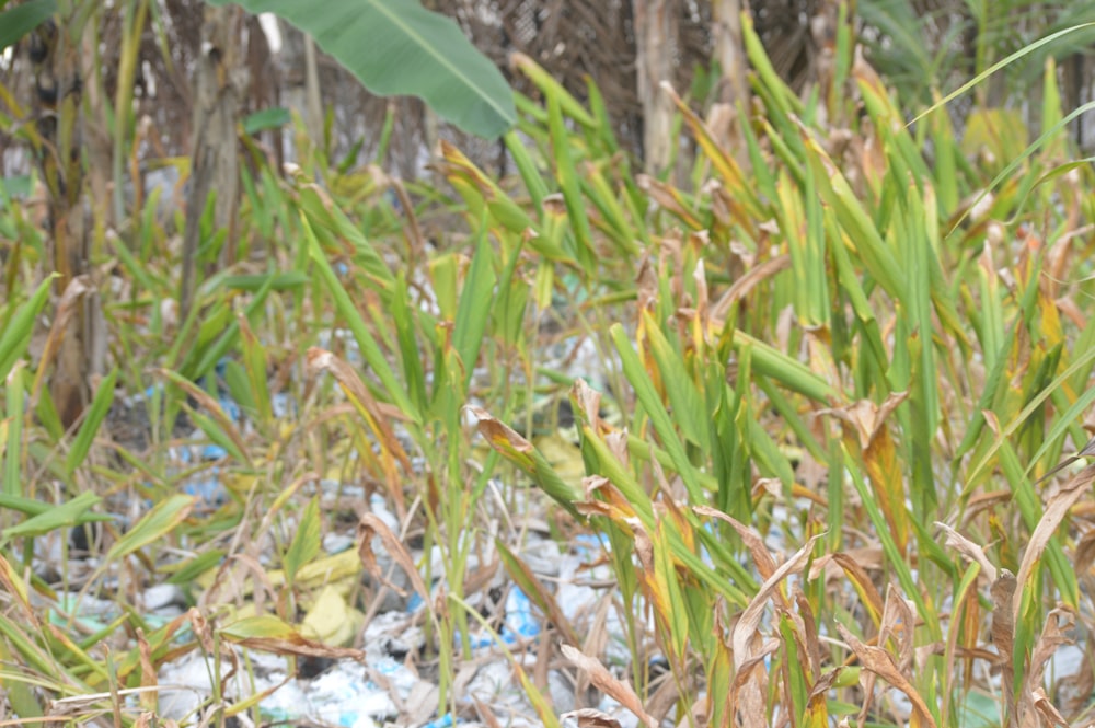 a bunch of plants that are in the grass