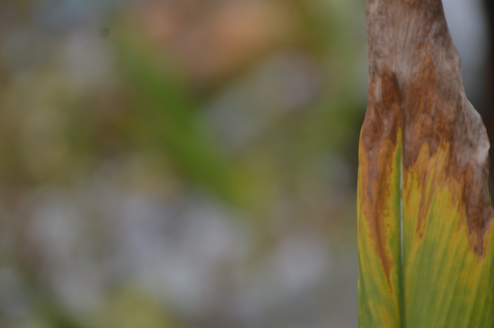 a close up of a plant with a blurry background