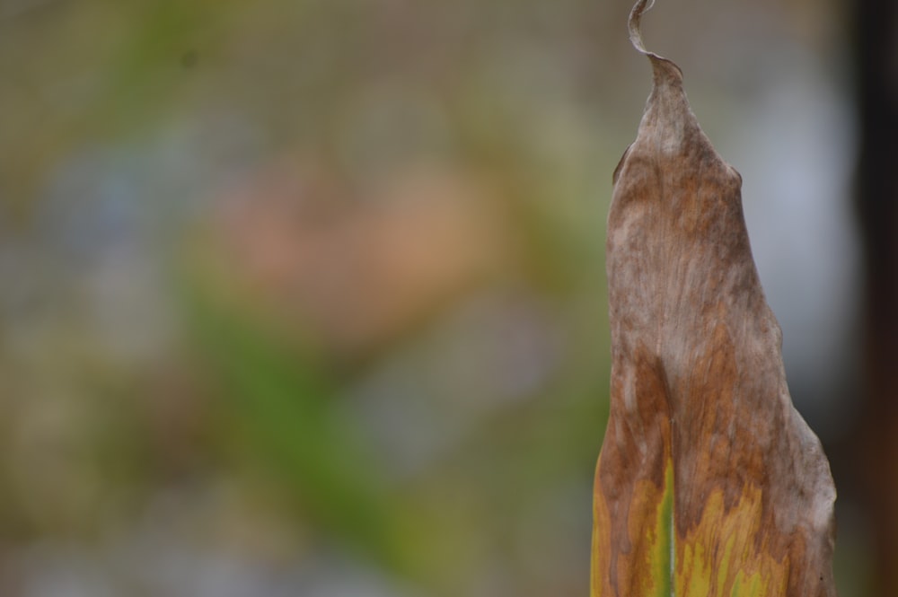 a close up of a leaf with a blurry background