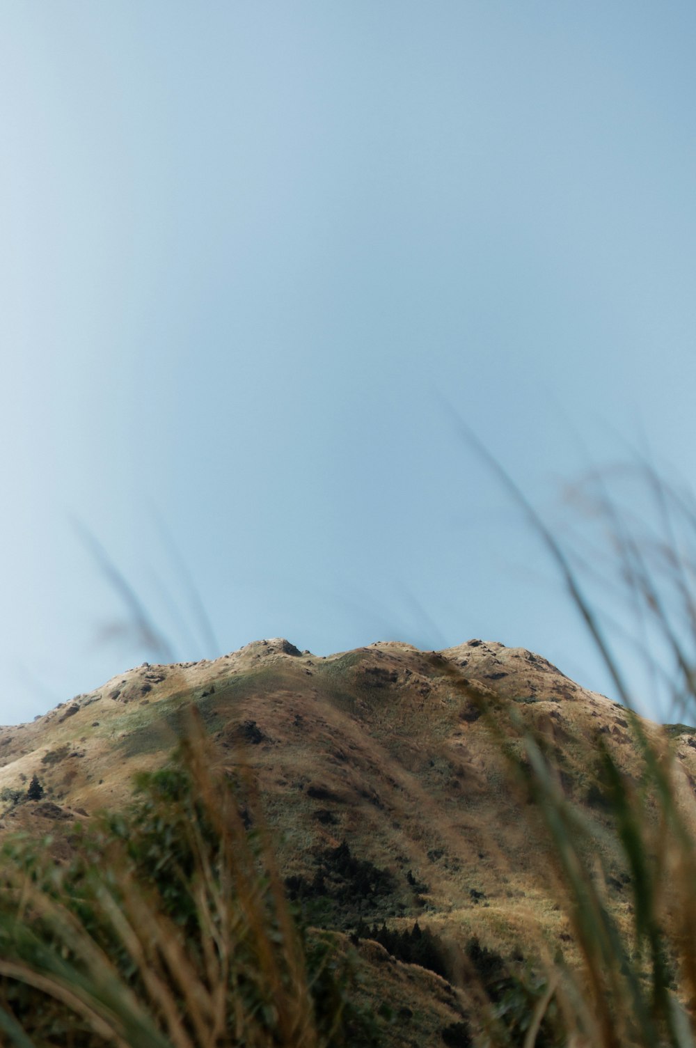 a bird sitting on top of a grass covered hill