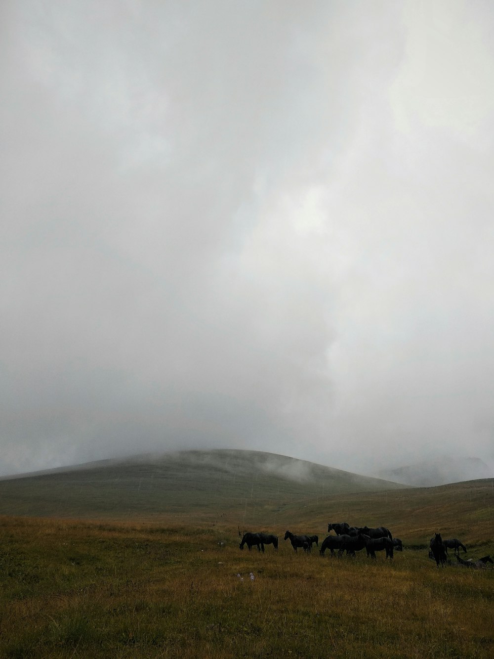 a herd of cattle grazing on a lush green hillside