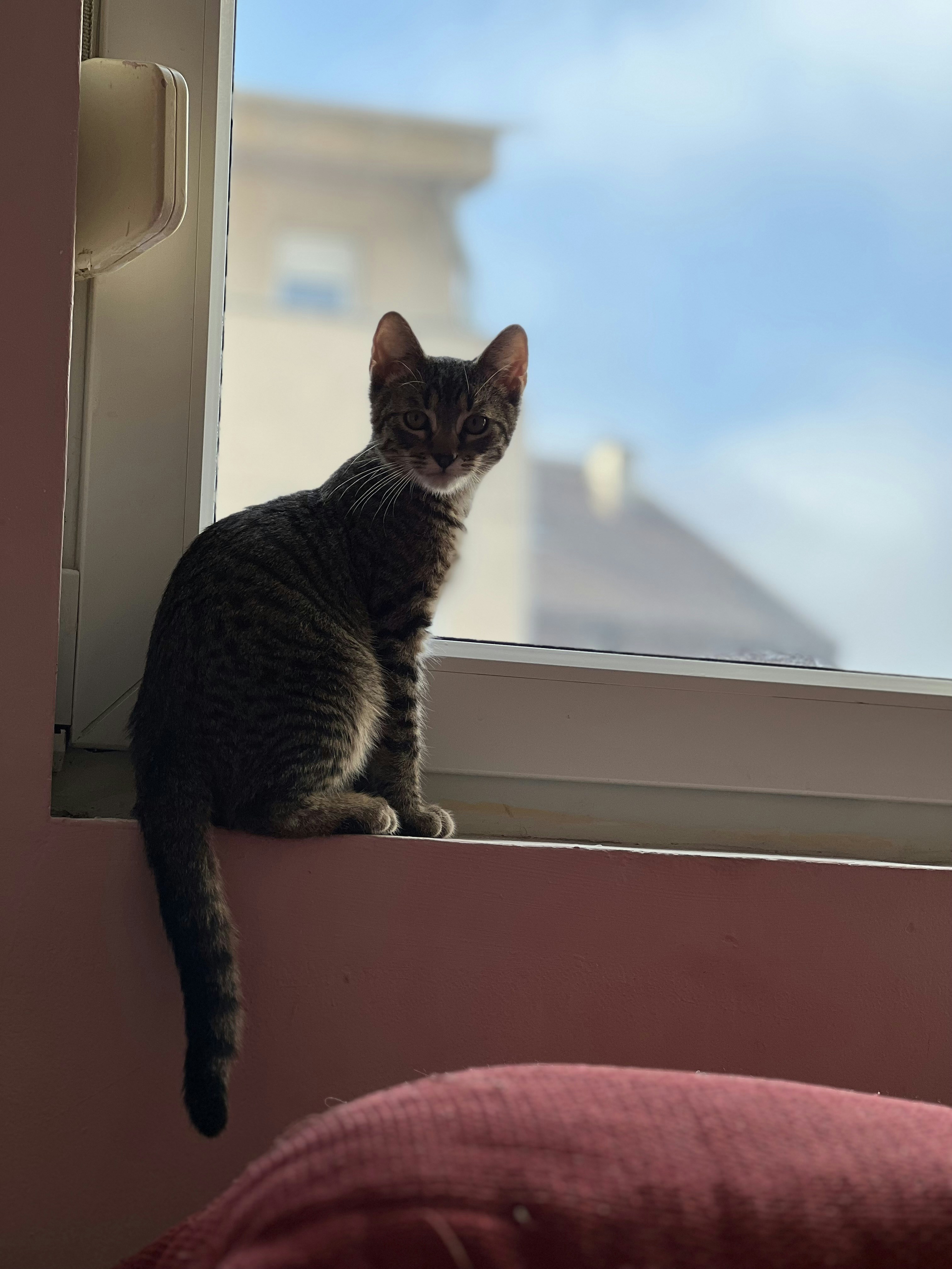 A cat sitting on a window sill looking out photo – Free Belgrade Image ...