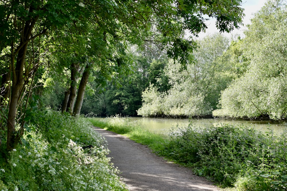 um caminho através de uma área arborizada ao lado de um rio