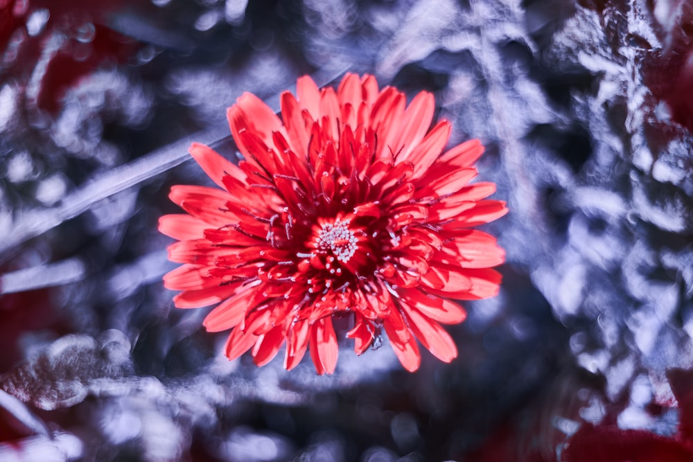 a red flower with a blurry background