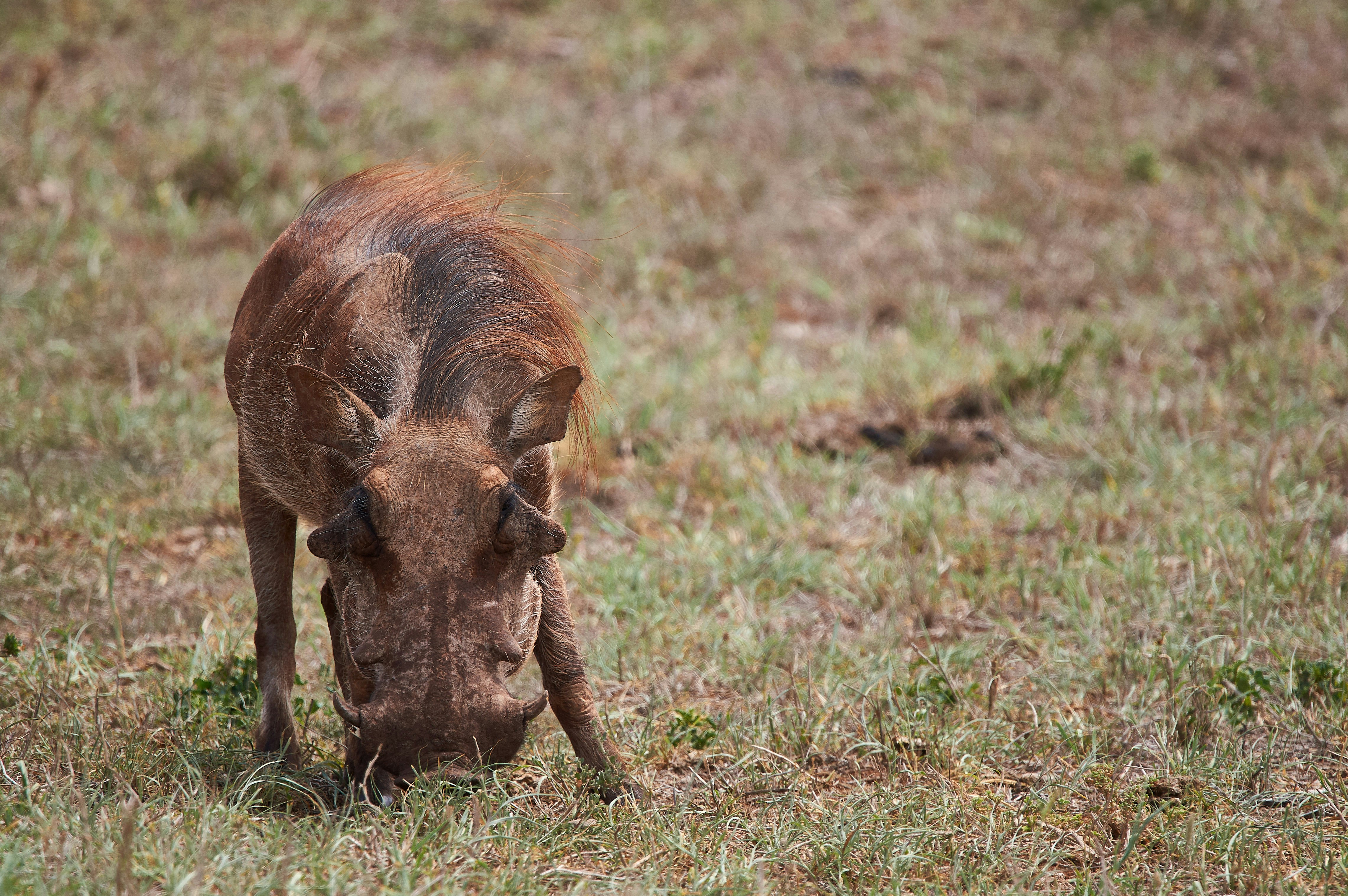 Photo by wolfgang_hasselmann