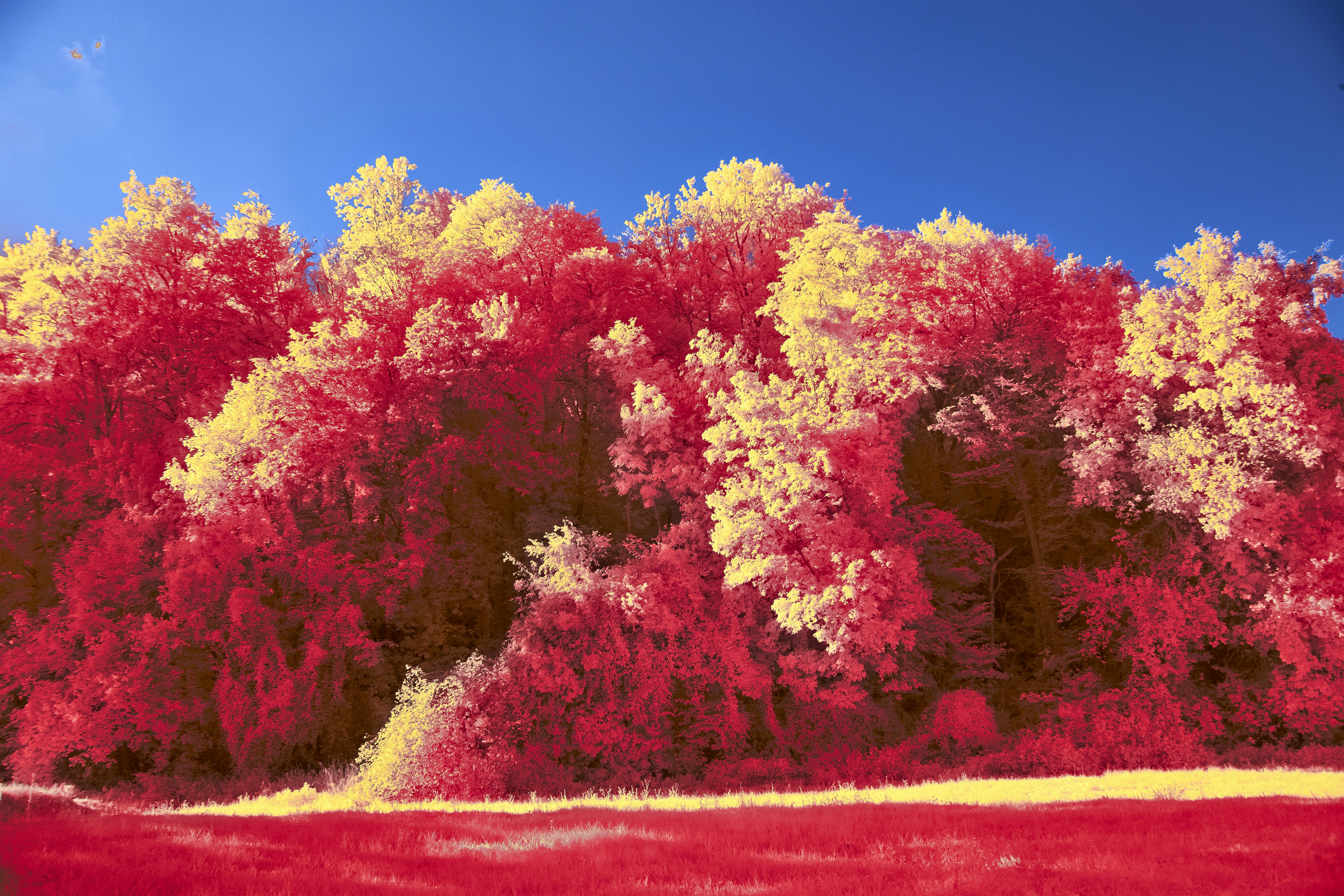 Photo by wolfgang_hasselmann