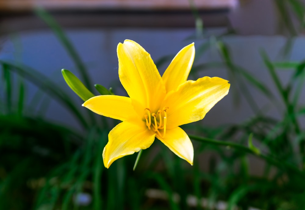 a close up of a yellow flower near some grass
