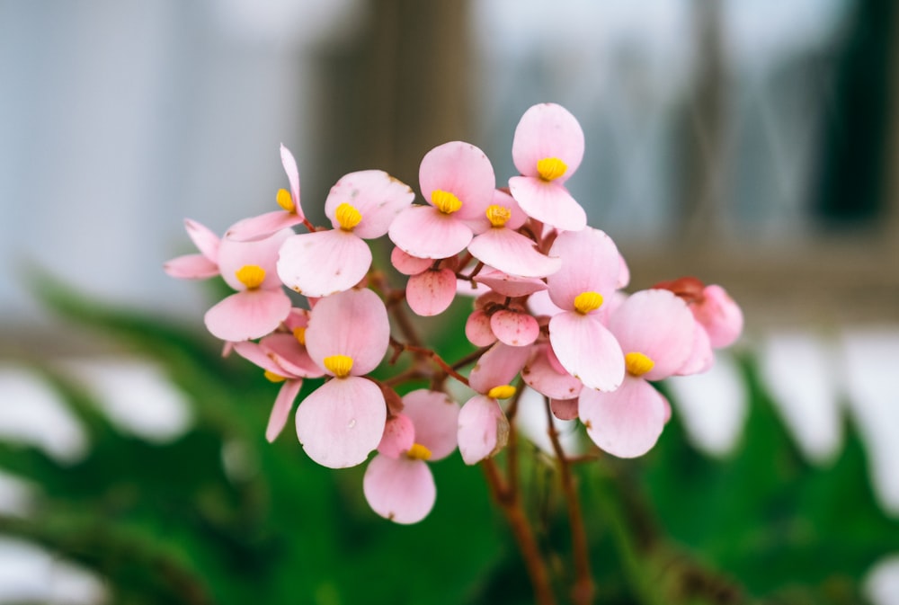 a close up of a pink flower on a plant