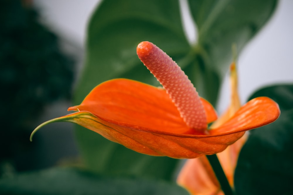 a close up of an orange flower with green leaves in the background
