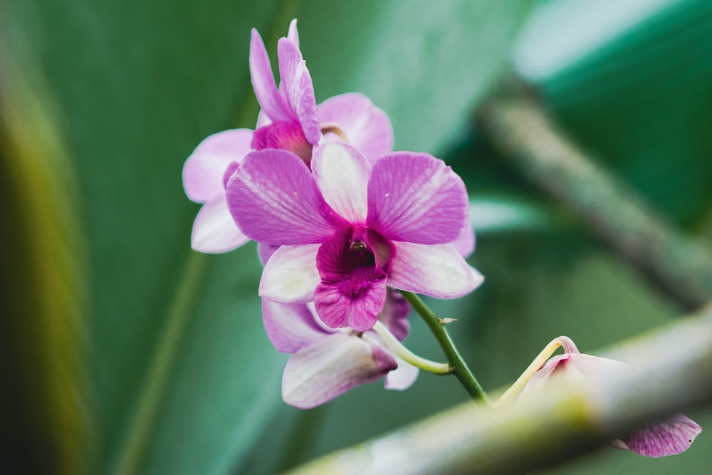 a pink and white flower with green leaves in the background