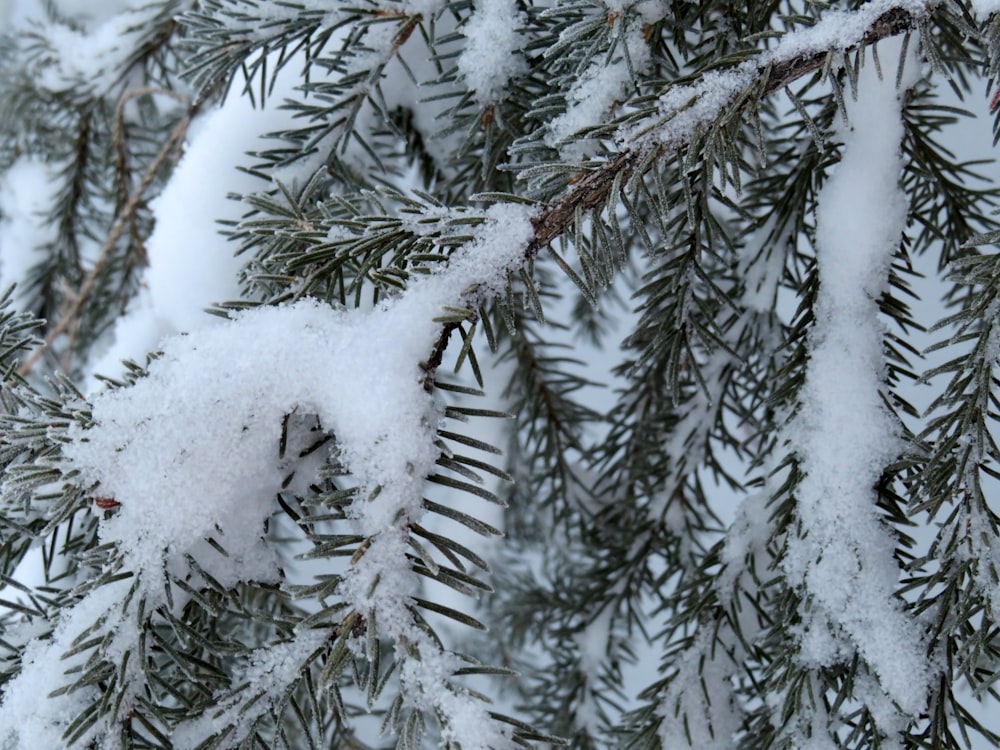 a close up of snow on a pine tree