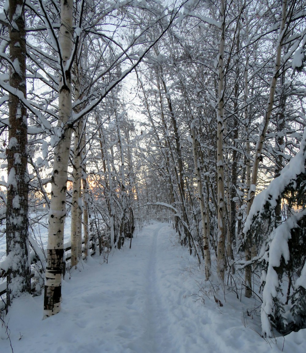 ein verschneiter Weg durch einen Wald mit vielen Bäumen