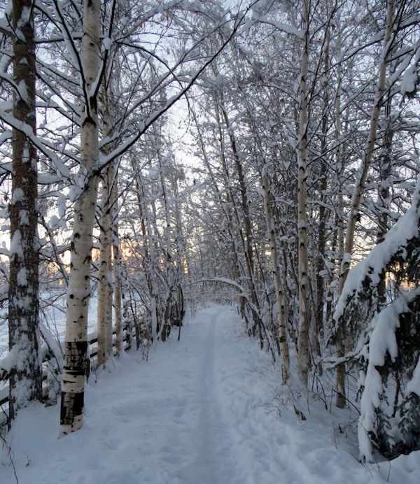 Fairbanks Travel Guide: Explore Alaska's Golden Heart