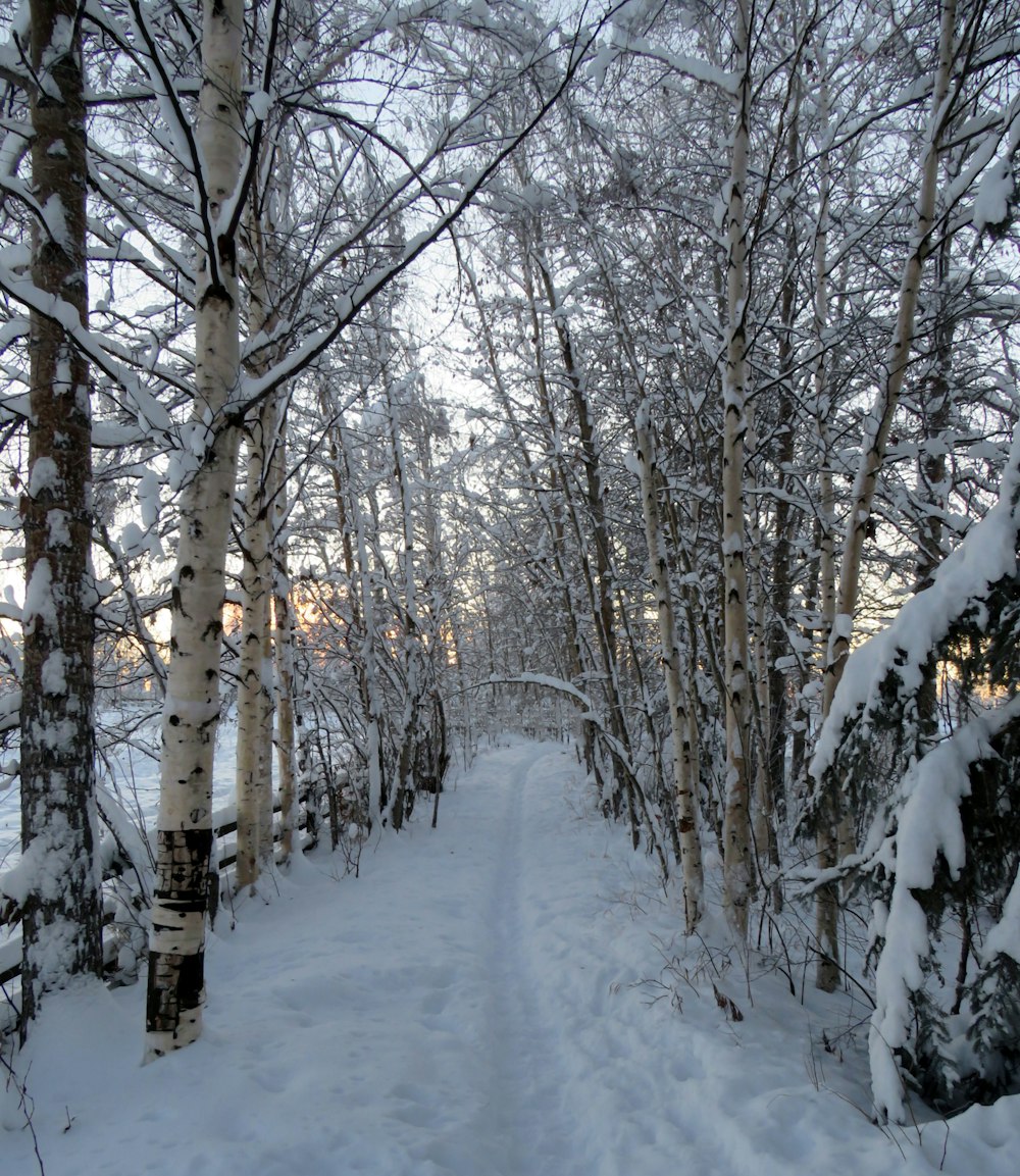 a snow covered path through a forest with lots of trees