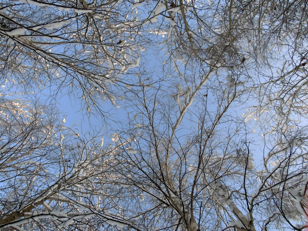 冬の木の枝を見上げる