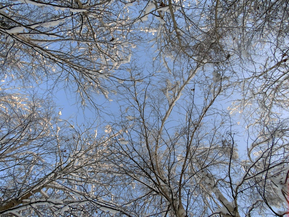 looking up at the branches of a tree in winter