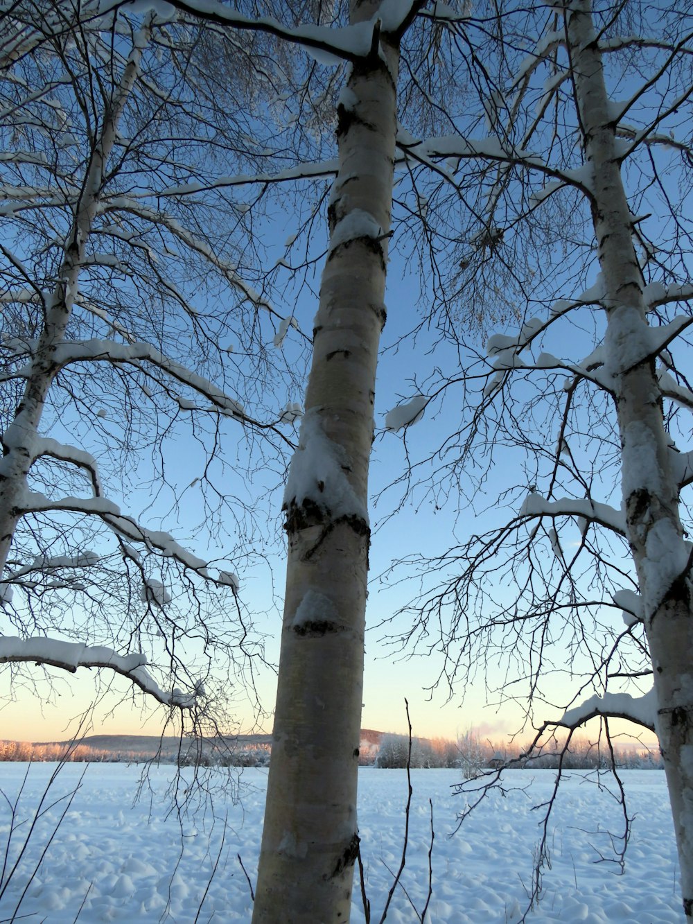 um par de árvores que estão de pé na neve