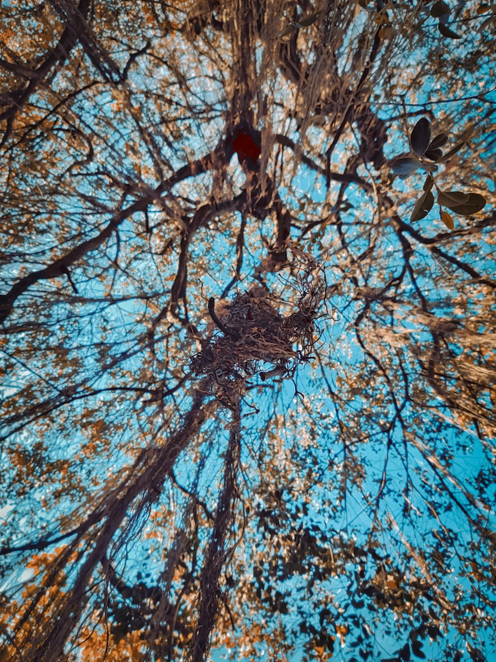 looking up at the tops of trees in a forest