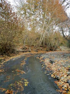 A quiet path winding through autumn trees with golden leaves.