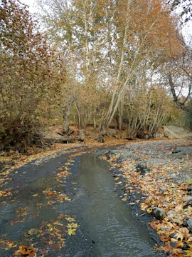 A quiet path winding through autumn trees with golden leaves.