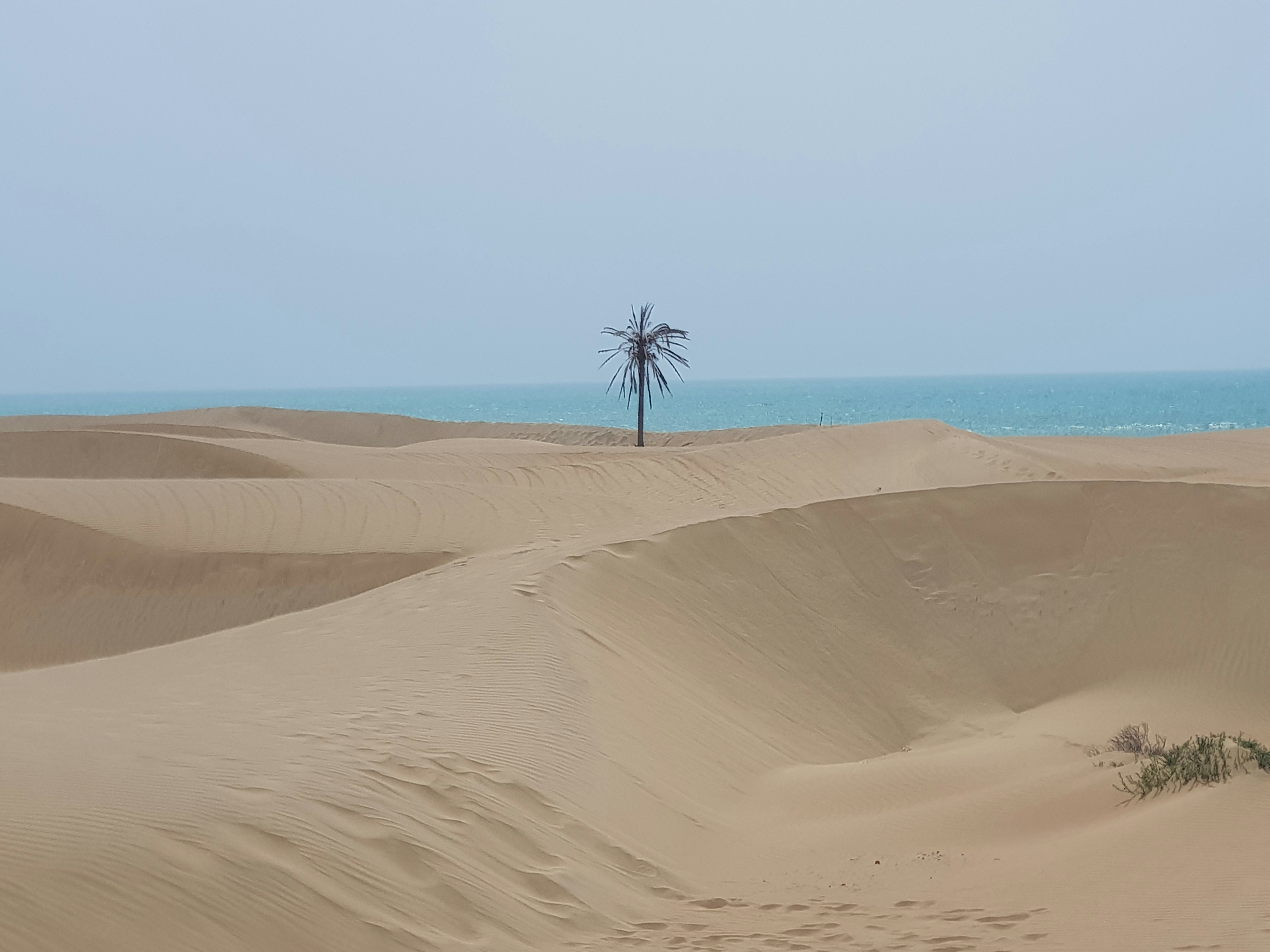 a lone palm tree in the middle of a desert