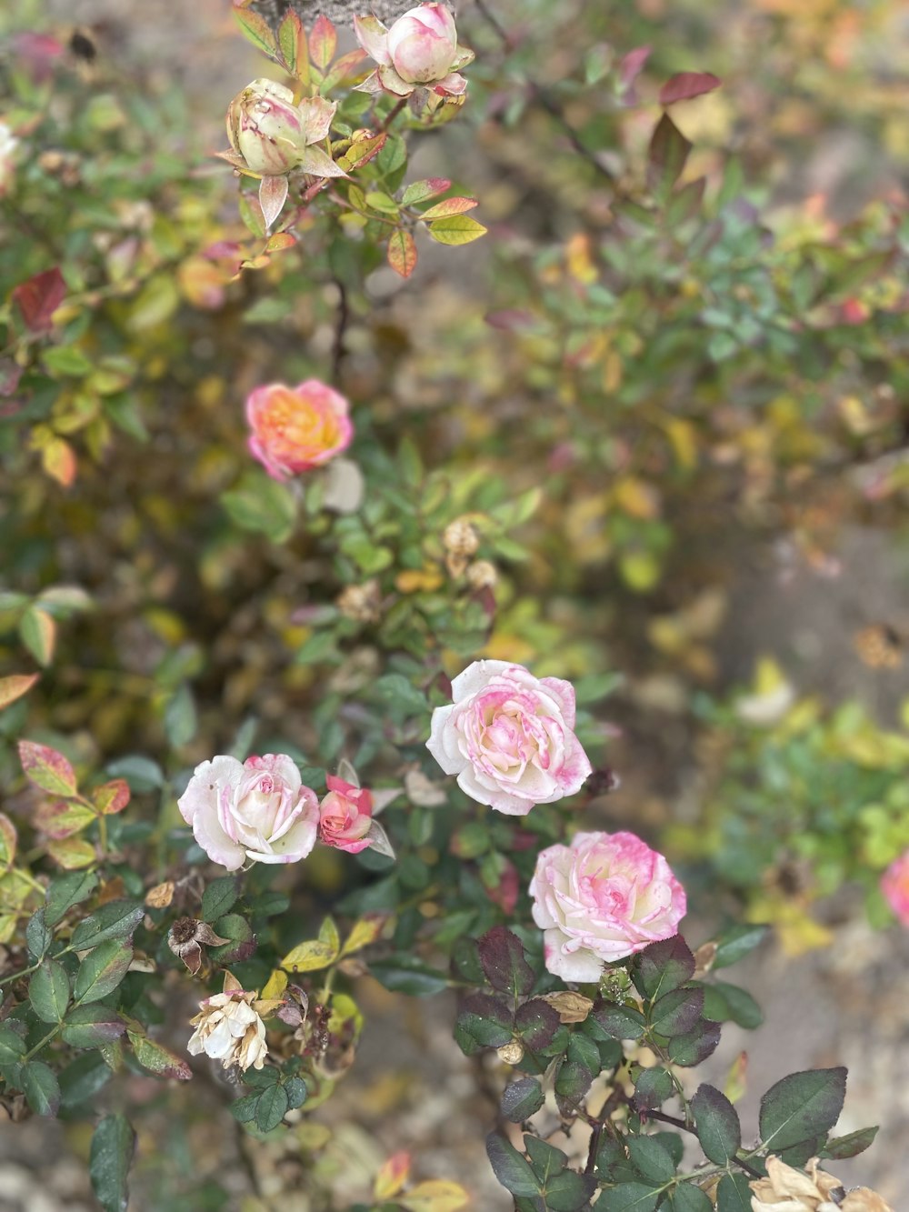 a group of pink and white flowers on a bush