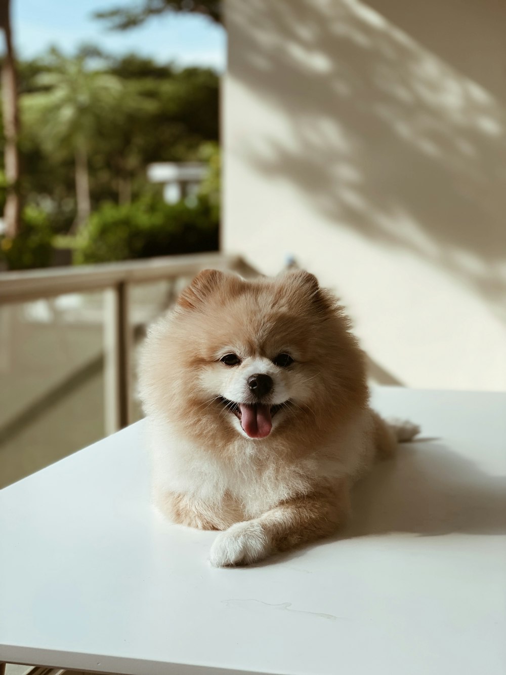 a small dog sitting on top of a white table