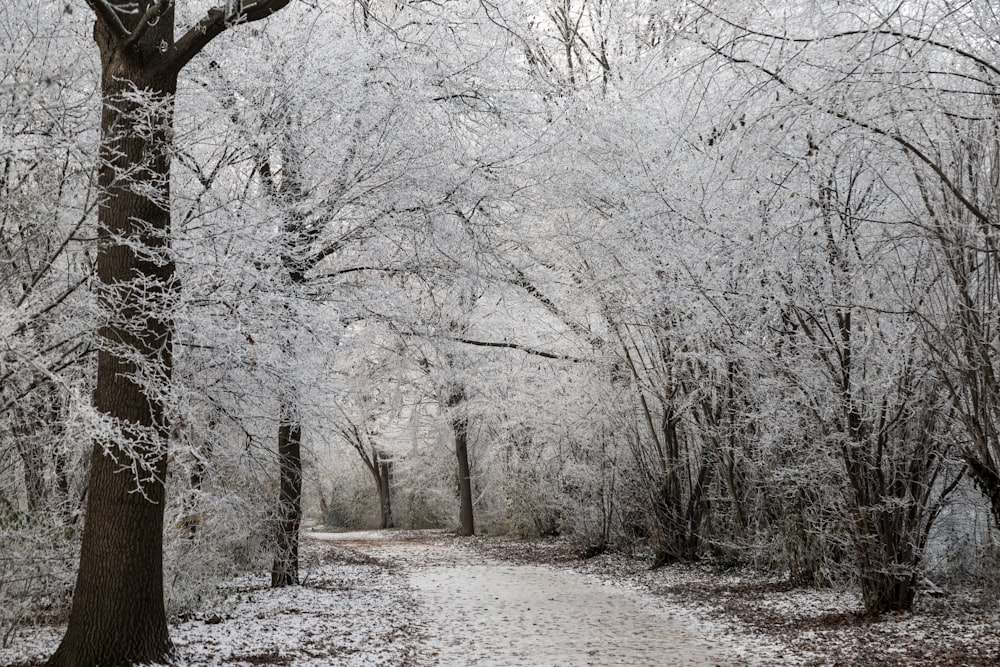 a path through a snowy forest with lots of trees