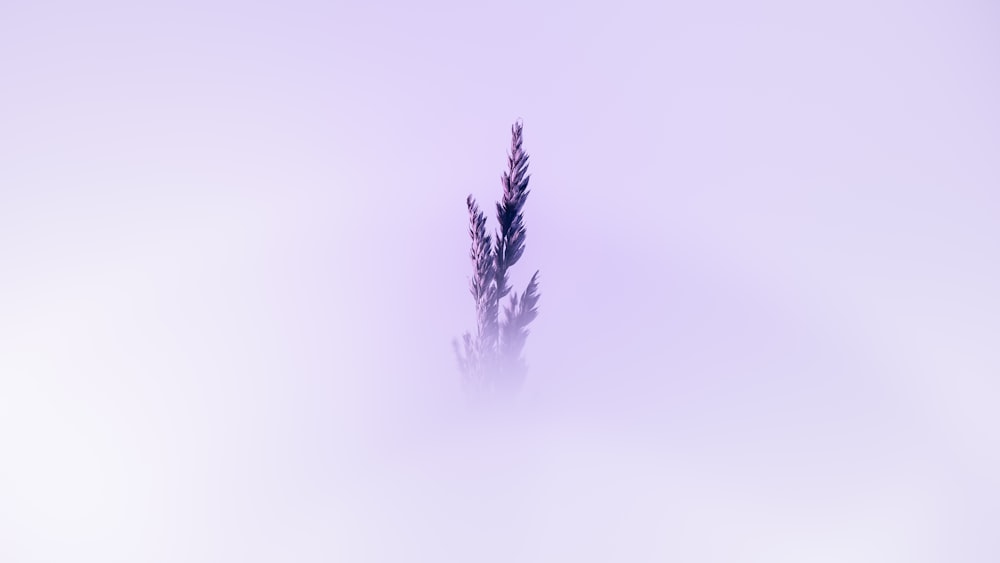 a single plant in the middle of a foggy field