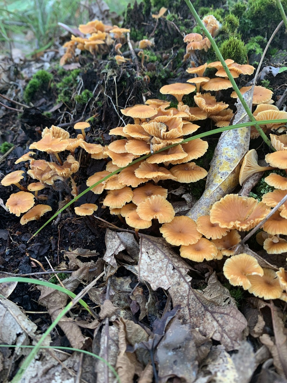 a group of mushrooms that are on the ground