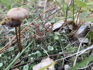 A close-up view of a small forest floor scene where various fungi and lichens grow among green grass and twigs. A brown mushroom with a slender stem is prominently visible on the left, while clusters of red-tipped lichens dot the right side, surrounded by small green cup-like structures.