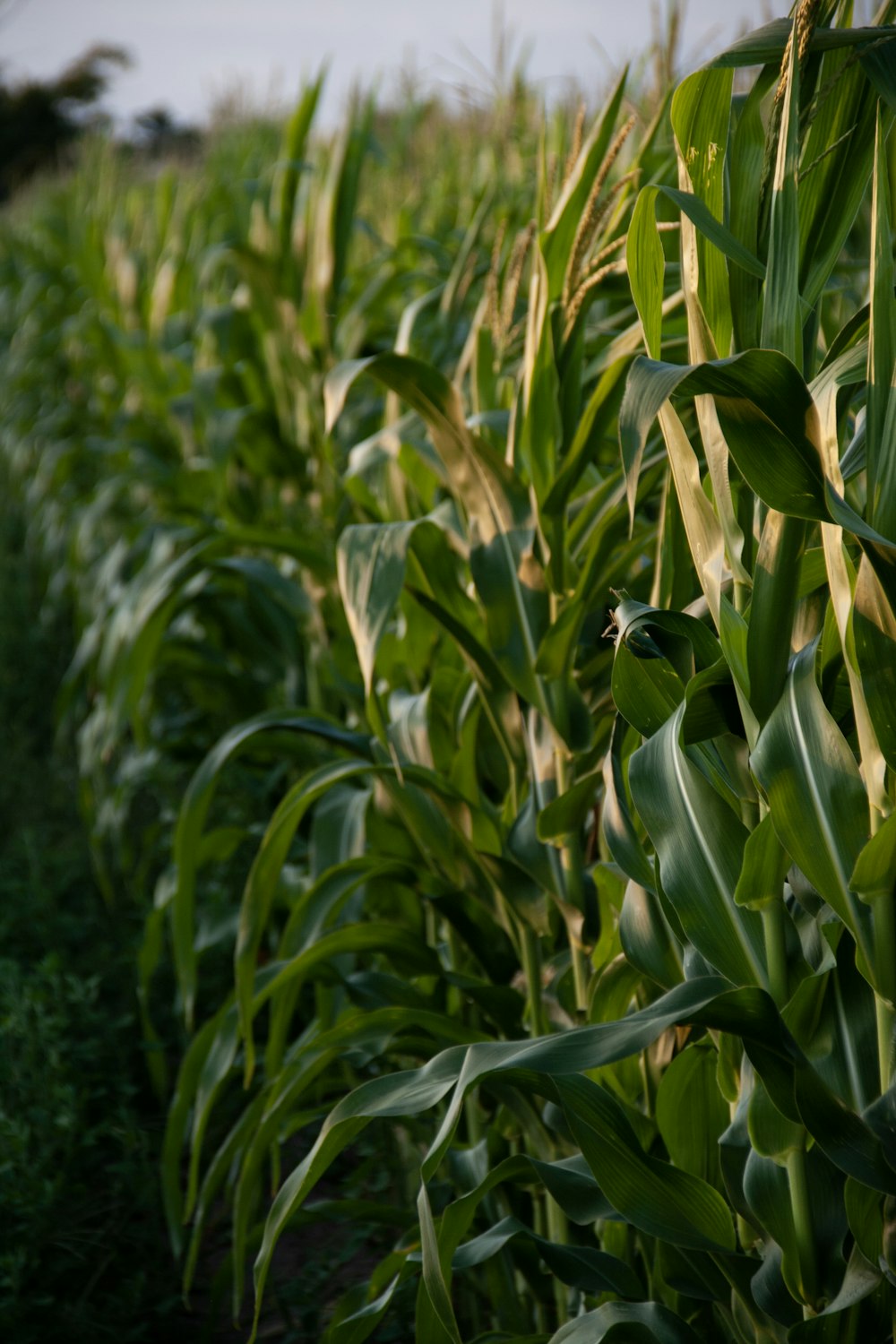 Un campo de maíz se muestra en primer plano