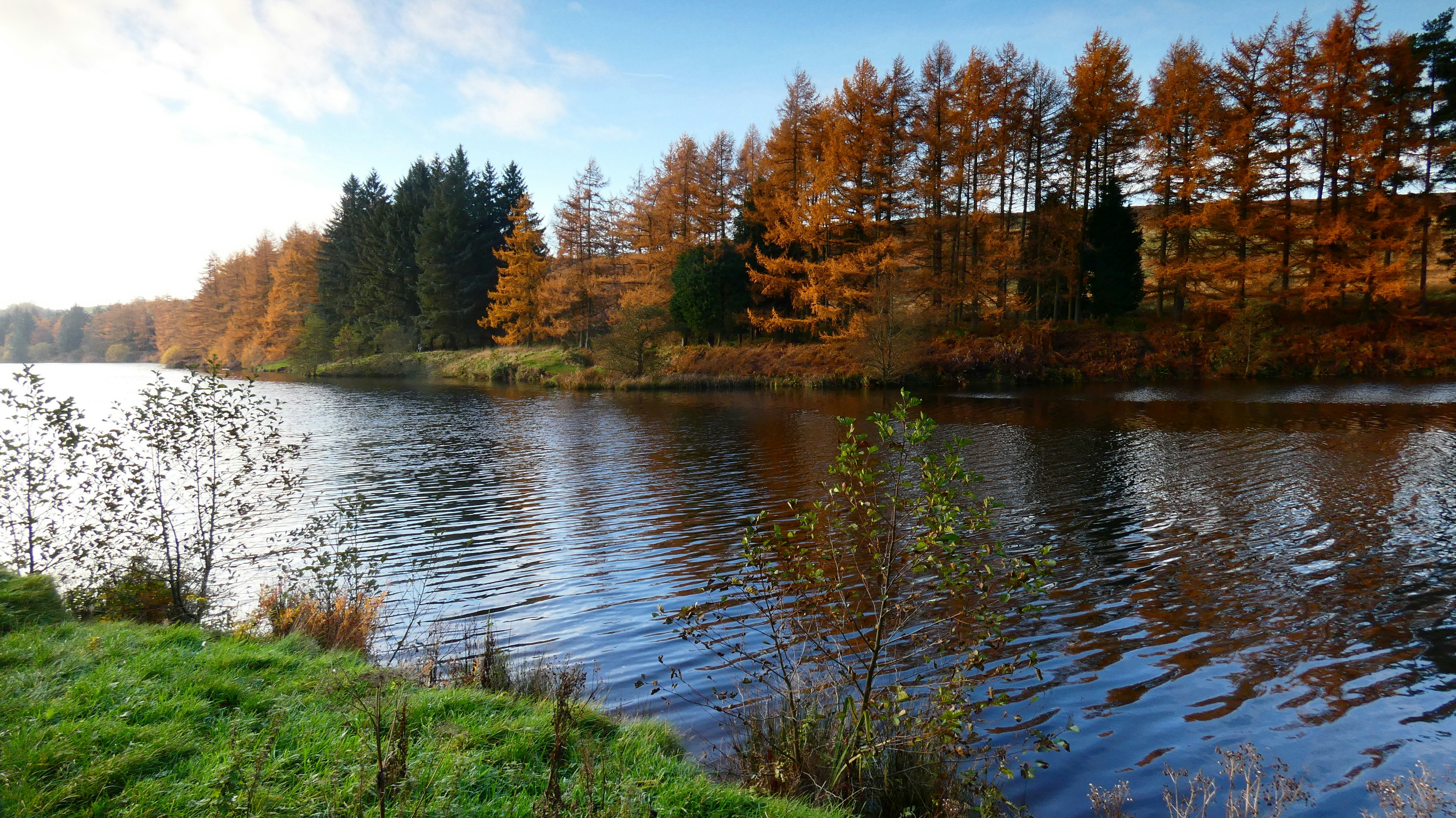 a large body of water surrounded by trees