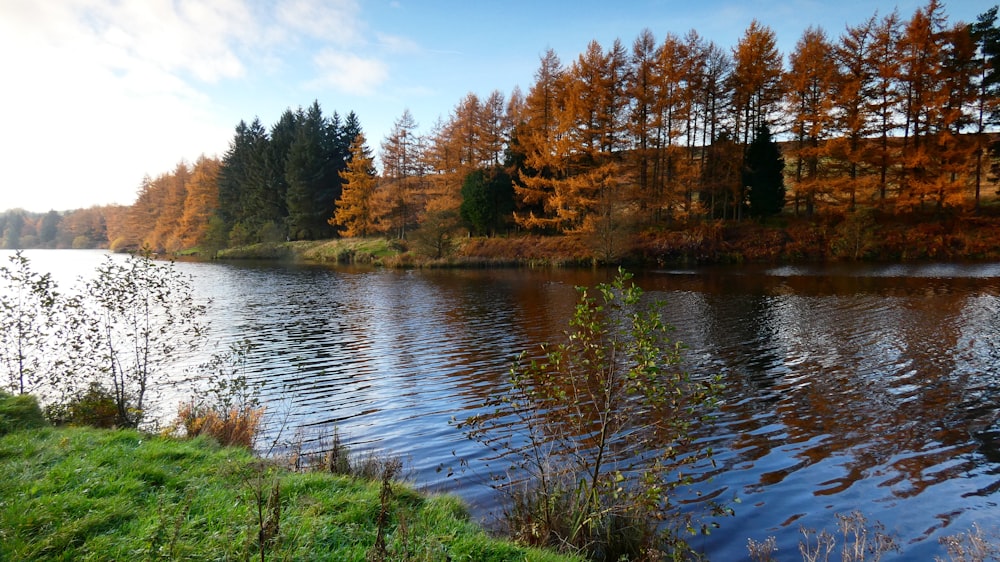 a large body of water surrounded by trees