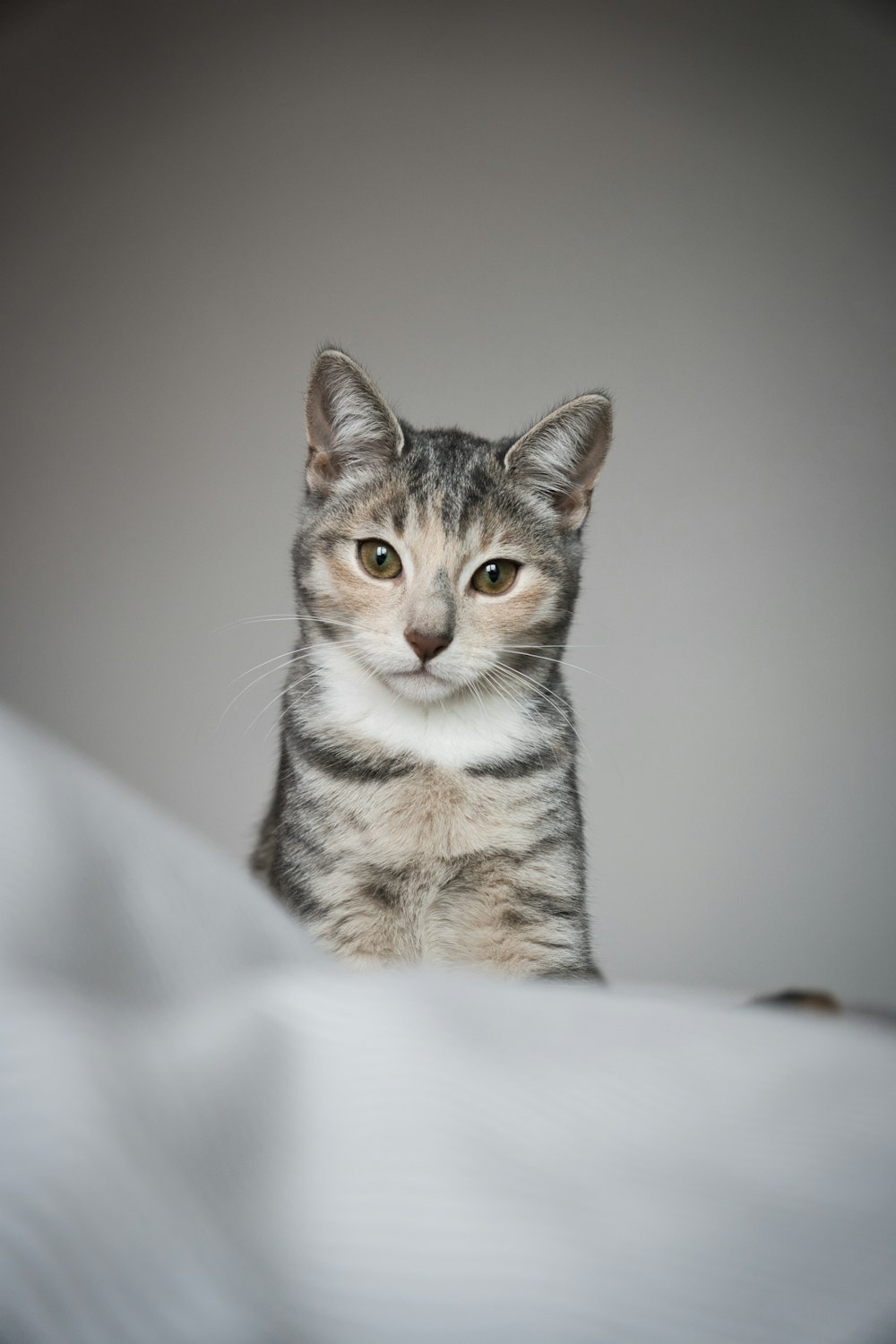 a small kitten sitting on top of a bed