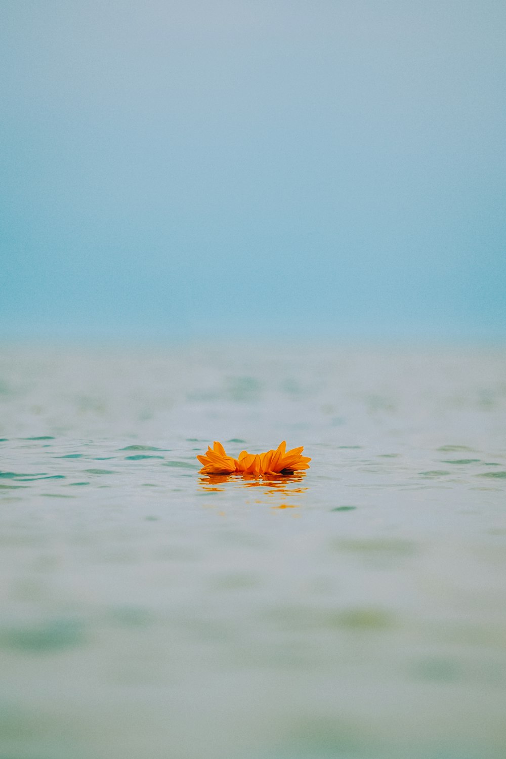 a single orange flower floating on top of a body of water