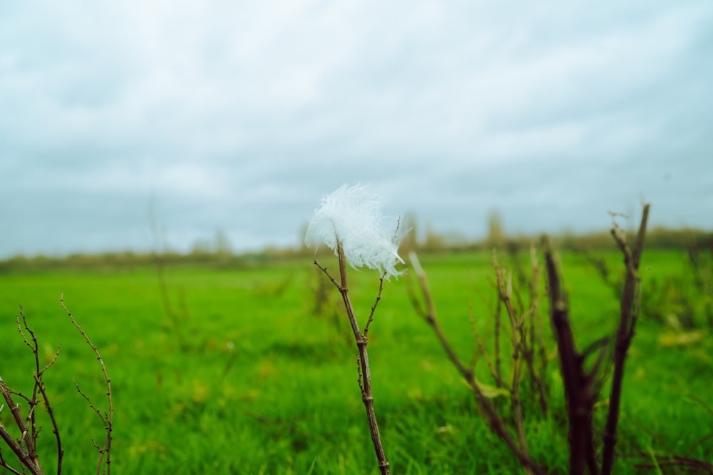 a white feather sitting on top of a plant in a field