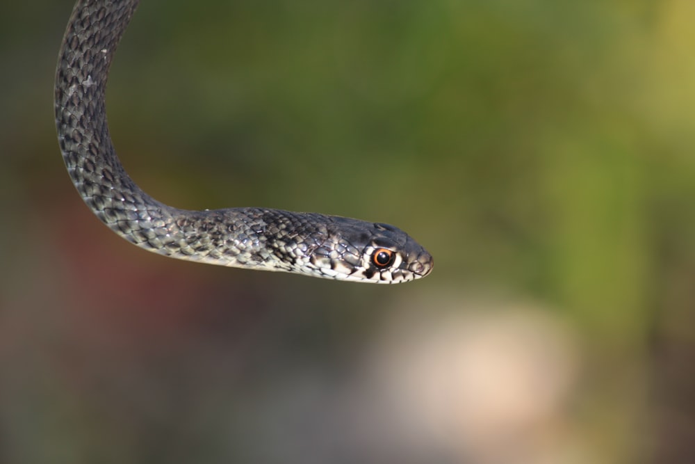 a close up of a snake with a blurry background