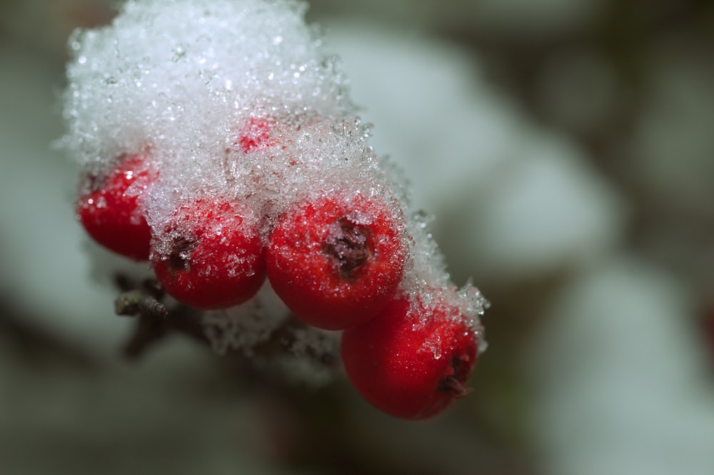 a close up of berries covered in snow